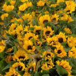 GIRASOLI  80cm