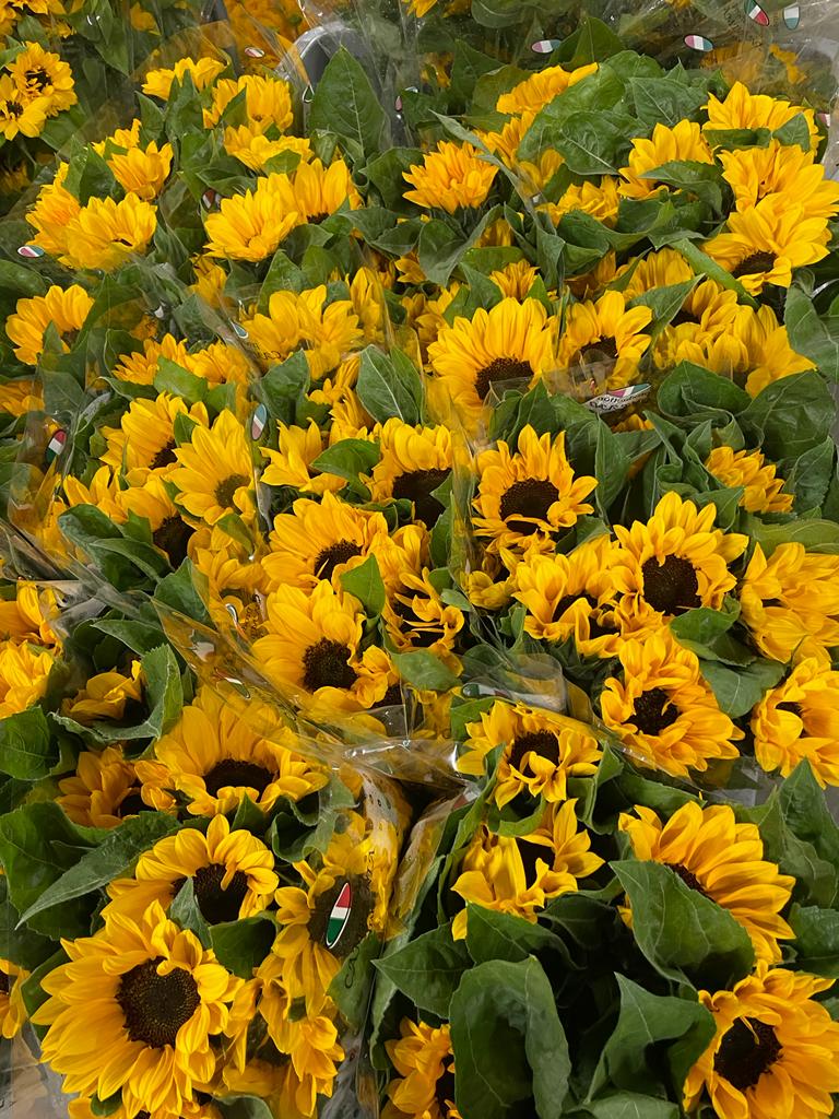 GIRASOLI 80cm