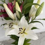Lilium Orientale Bianco