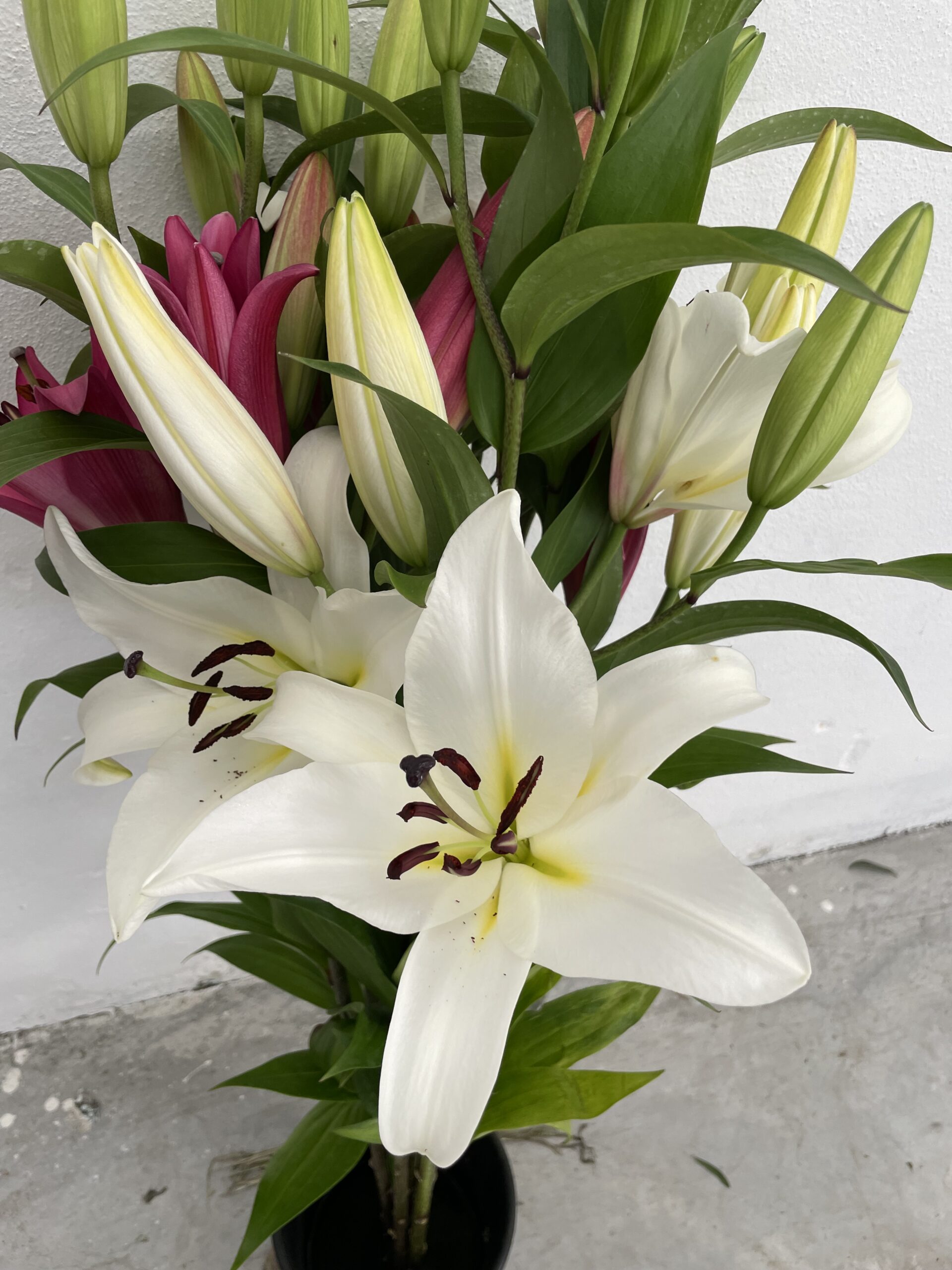 Lilium Orientale Bianco