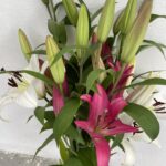 Lilium Orientale Rosa