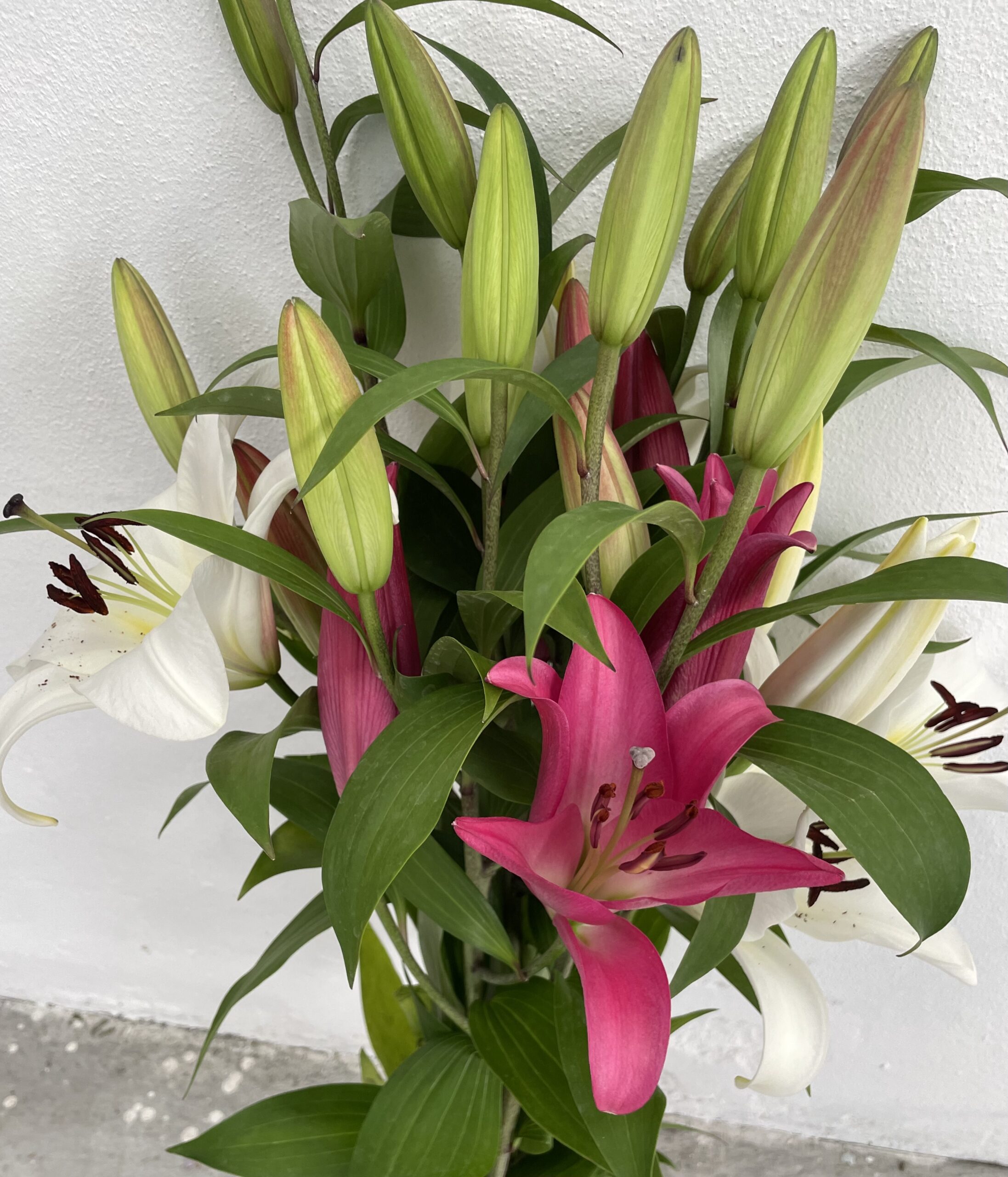 Lilium Orientale Rosa