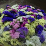 Statice mix