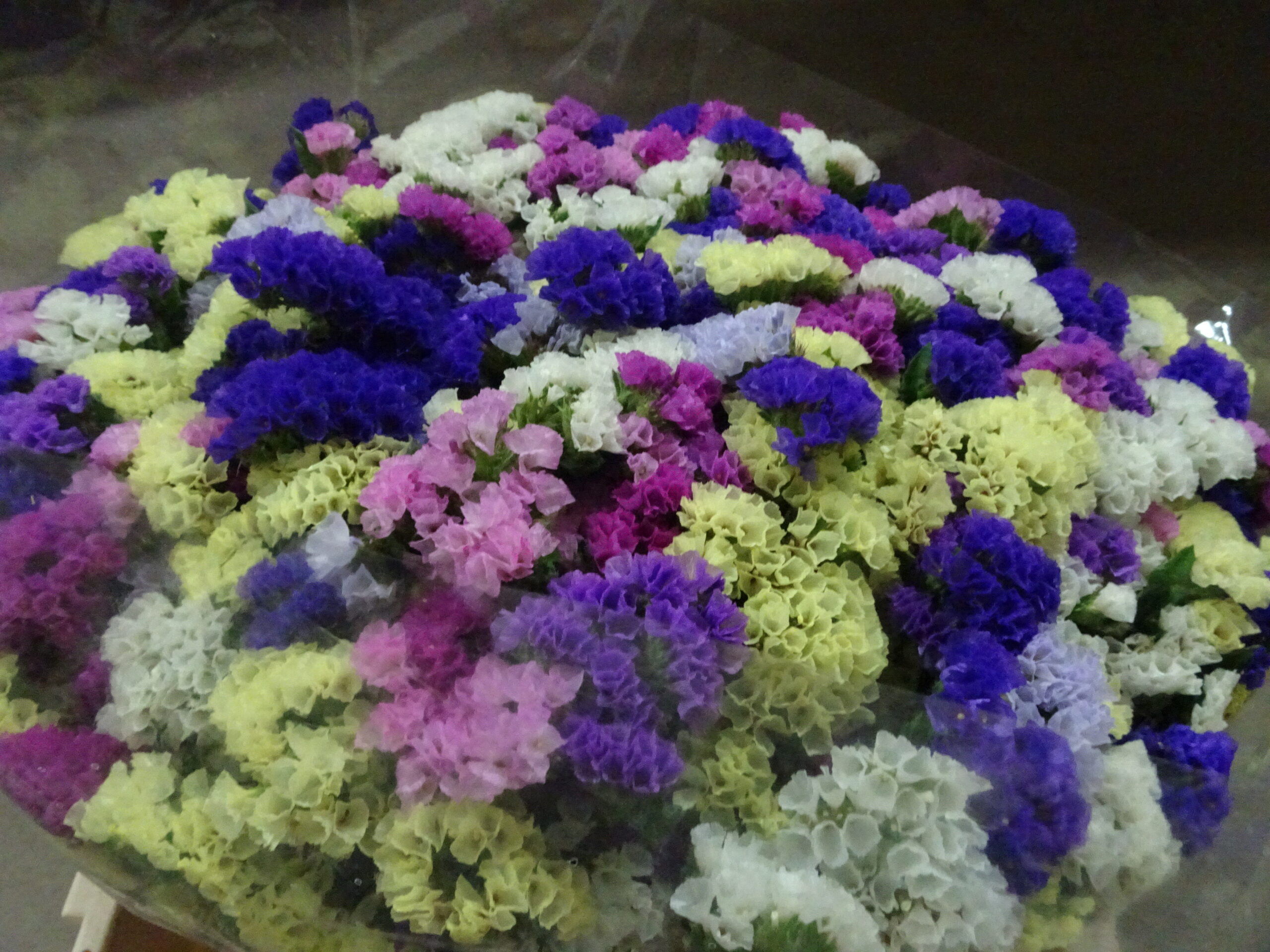 Statice mix