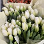 TULIPANI BIANCHI 20st.