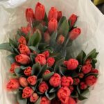 TULIPANI ROSSI 20st.