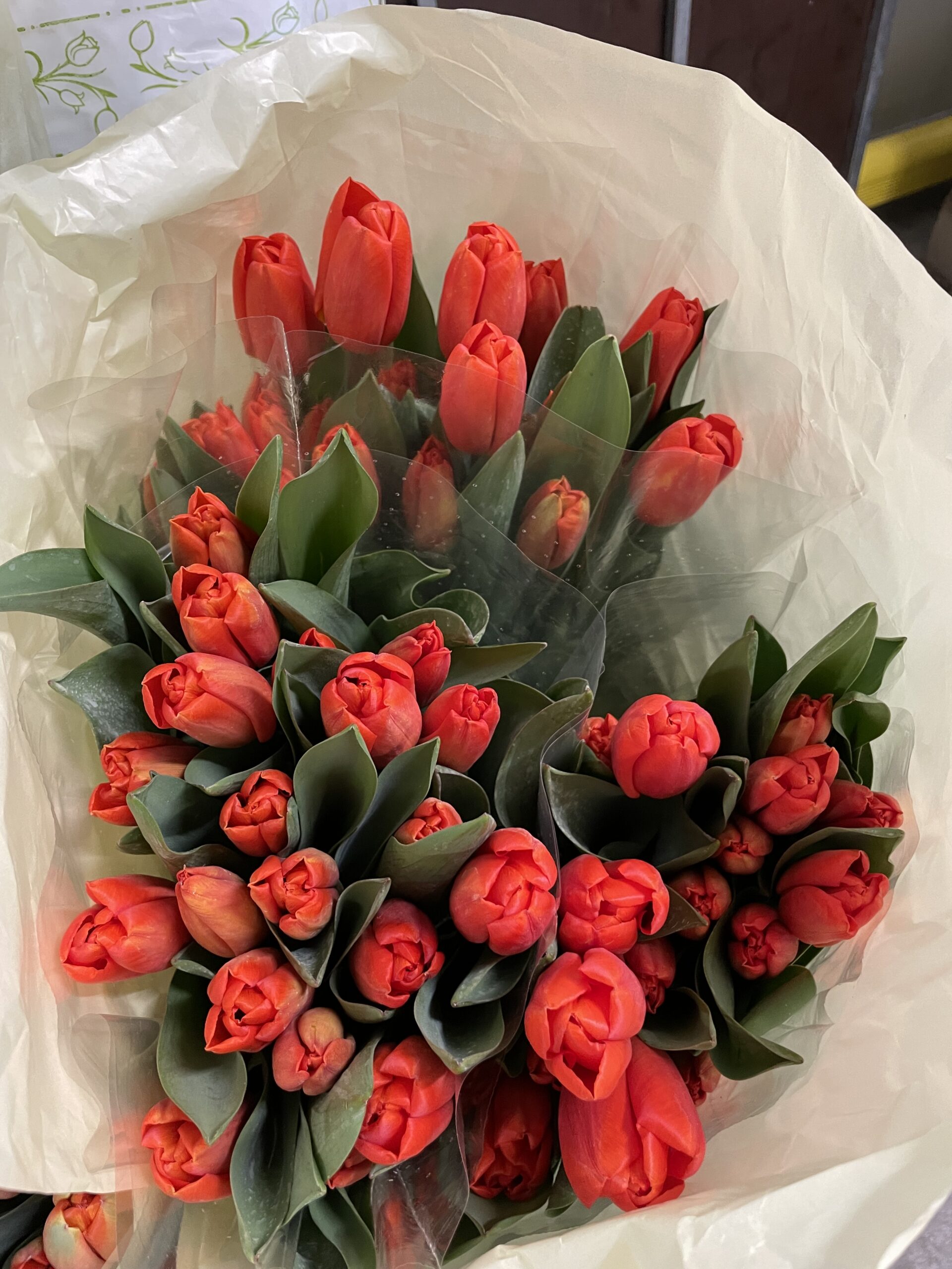 TULIPANI ROSSI 20st.