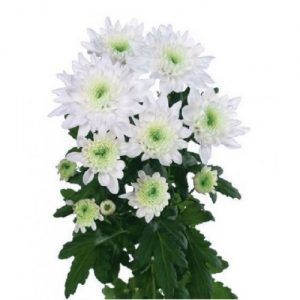 Crisantemina Radost Bianco
