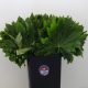 Foglie Aralia Grandi