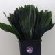 Foglie Aspidistra
