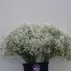 Gypsophilla Excellence 750 gr.