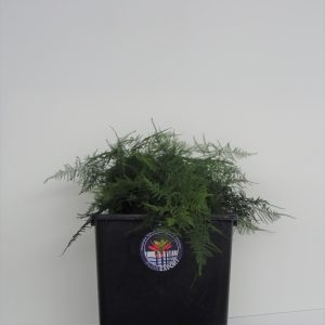 Asparagus Plumosus Foglietta