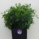 Ruscus