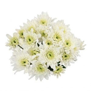 Crisantemina Radost Cream