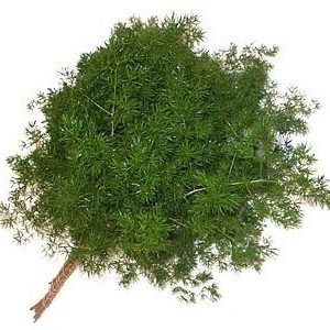 Asparagus Myriocladus II