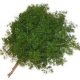 Asparagus Myriocladus II