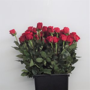 Rosa Freedom 80cm