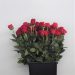 Rosa Freedom 80cm