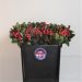 Hypericum True Romance 50 cm