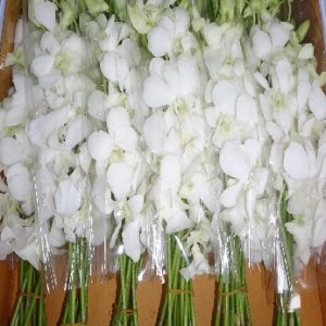 Dendrobium BWFS