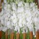 Dendrobium BWFS