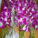 Dendrobium GLXS