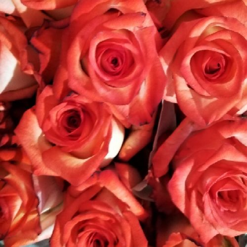 Rosa Blush 50 cm