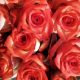 Rosa Blush 50 cm