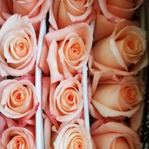 Rosa Engangement 50 cm