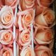 Rosa Engangement 50 cm