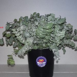EUCALIPTO CINEREA kg