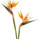Strelitzia
