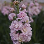 30 ST VIOLACCIOCCA ROSA