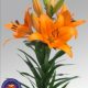 Lilium Asiatico Arancio