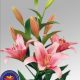 Lilium Asiatico Rosa