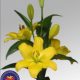 Lilium Asiatico Giallo