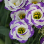 Lisianthus Bianco-Viola