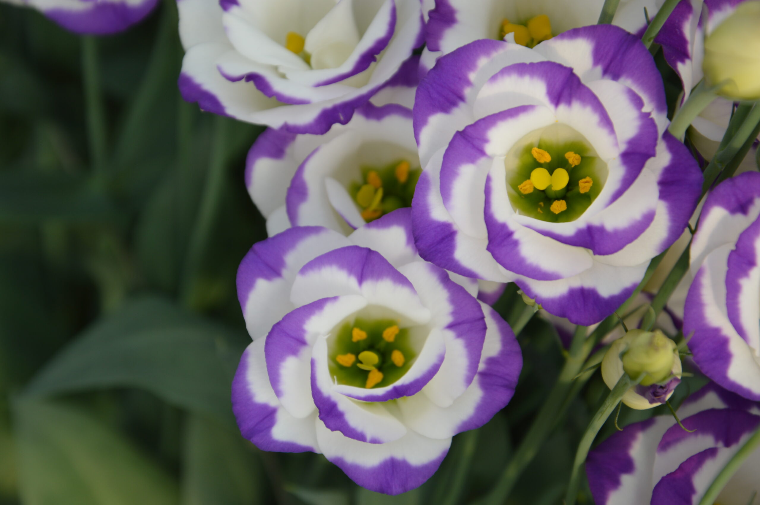 Lisianthus Bianco-Viola
