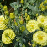 Lisianthus Crema