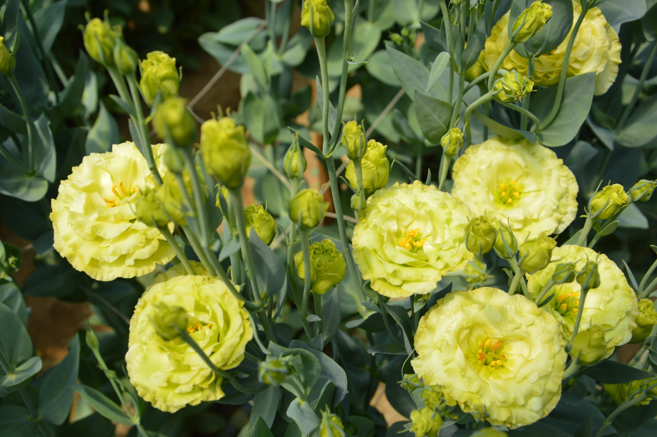 Lisianthus Crema