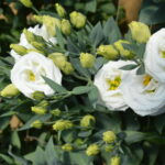 Lisianthus Bianco