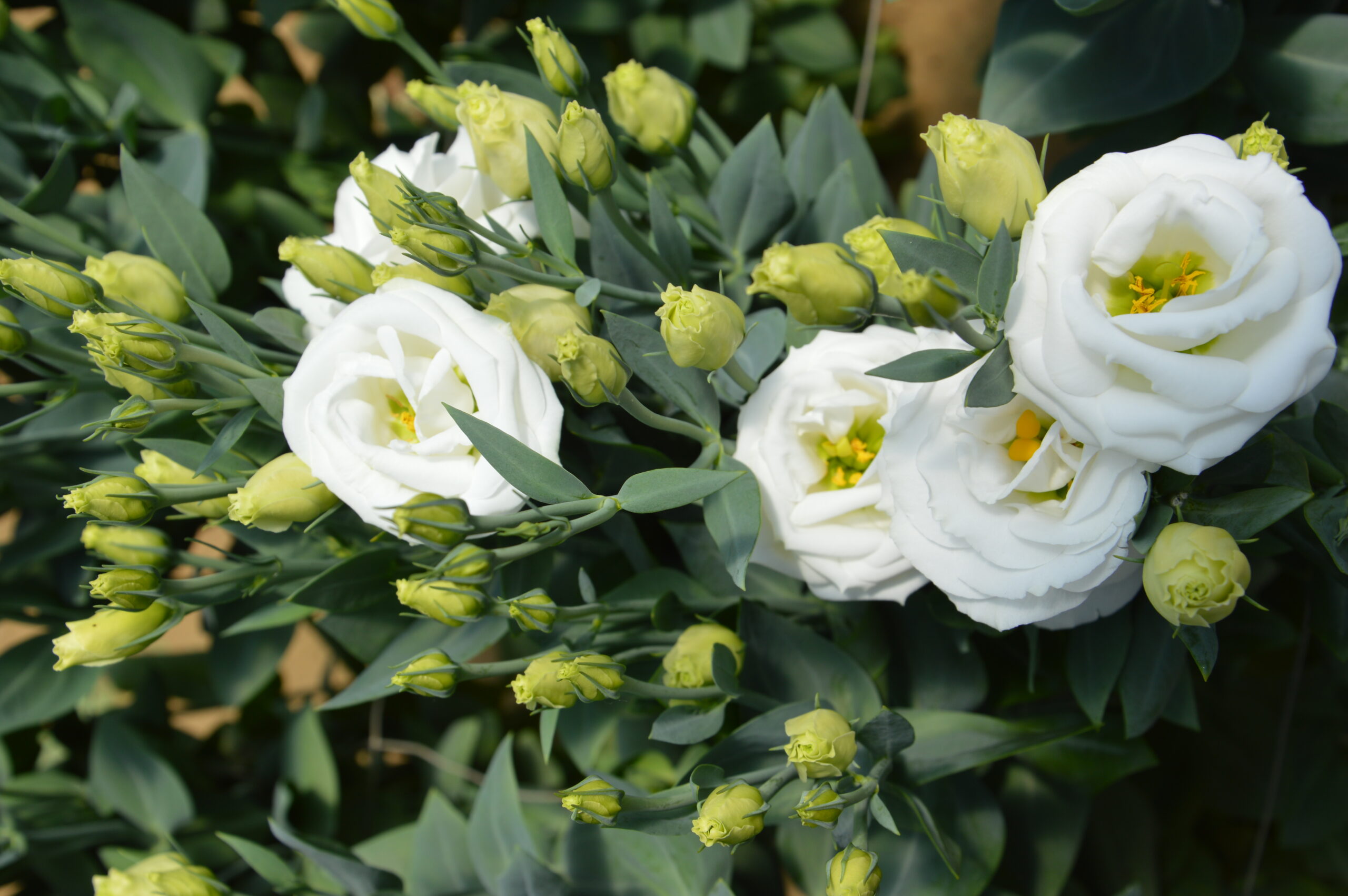 Lisianthus Bianco