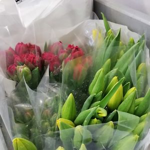20st. TULIPANI GIALLI