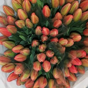20st. TULIPANI ROSA