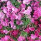 DIANTUS CINESINO ROSA 30 ST