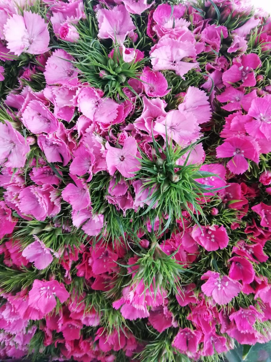 DIANTUS CINESINO ROSA 30 ST