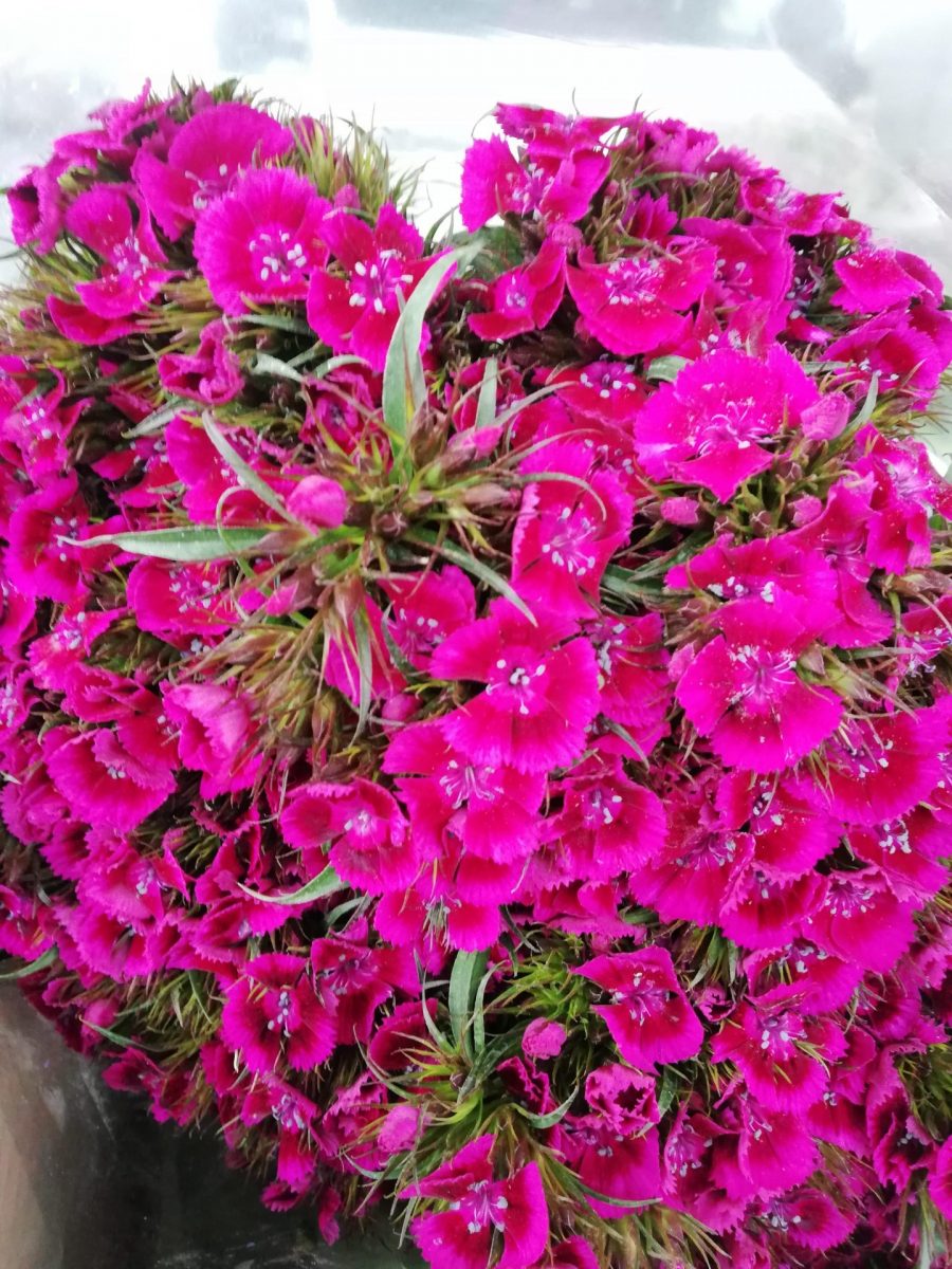 Diantus Cinesino Fuxia 30 steli