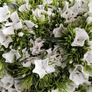 Diantus (Cinesino) bianco