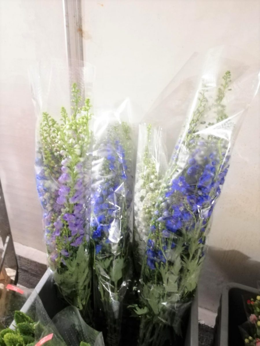 delphinium