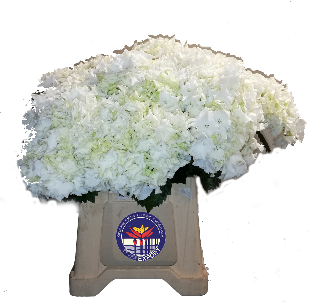 ortensie bianche